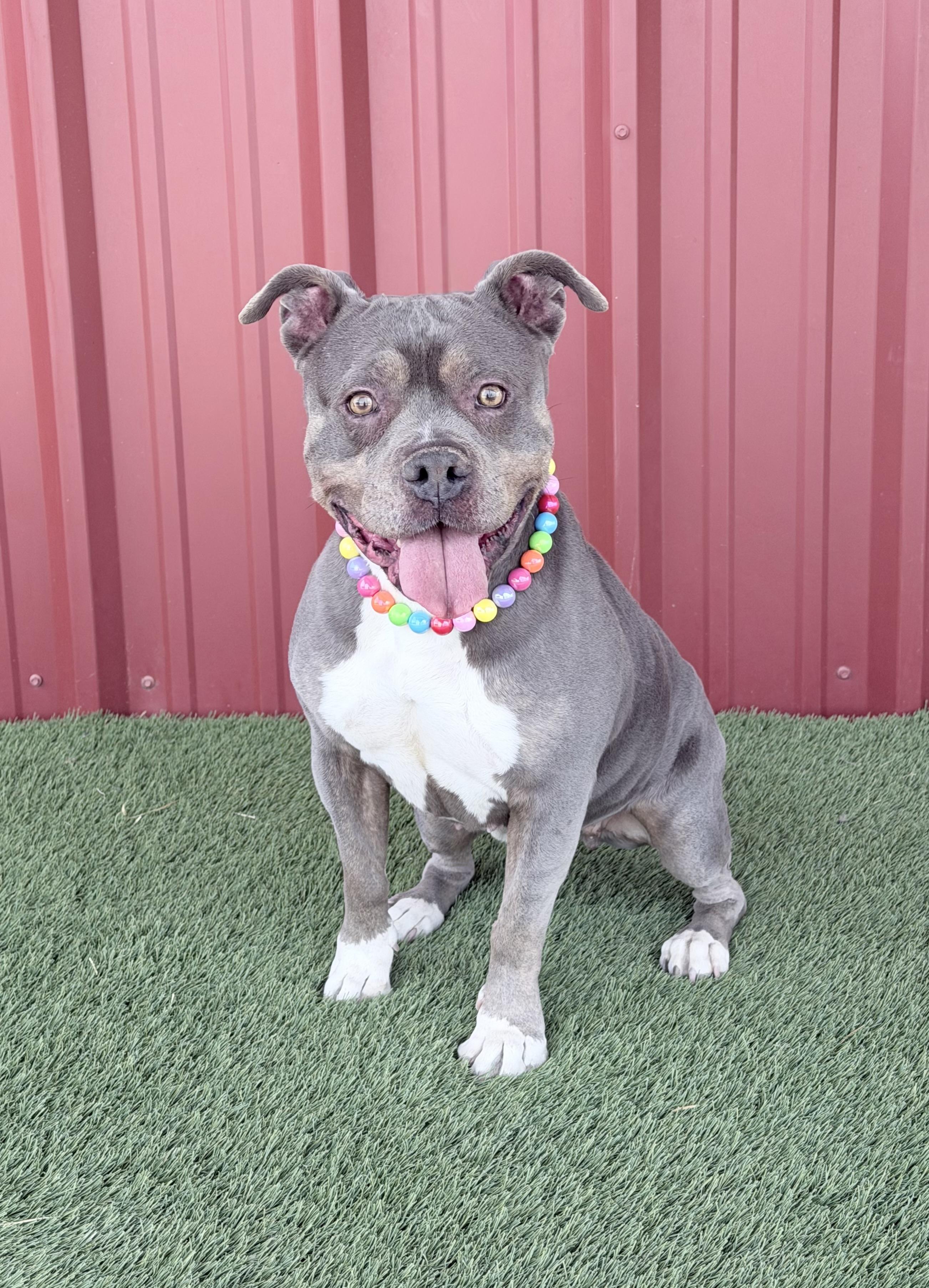 Dolly, a Adoptable mixed breed in Lubbock, TX image 2/6