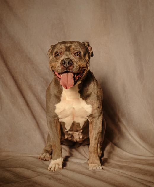Dolly, a Adoptable mixed breed in Lubbock, TX image 1/6