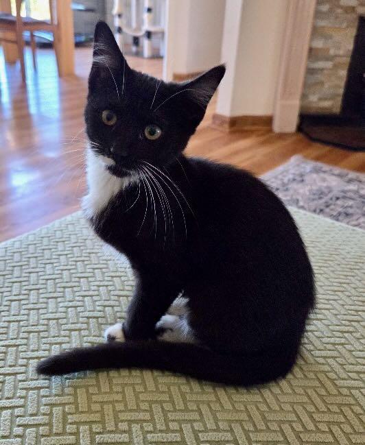 Enlarge Jean & Julie, a Adopted mixed breed in Seattle, WA image 3/6