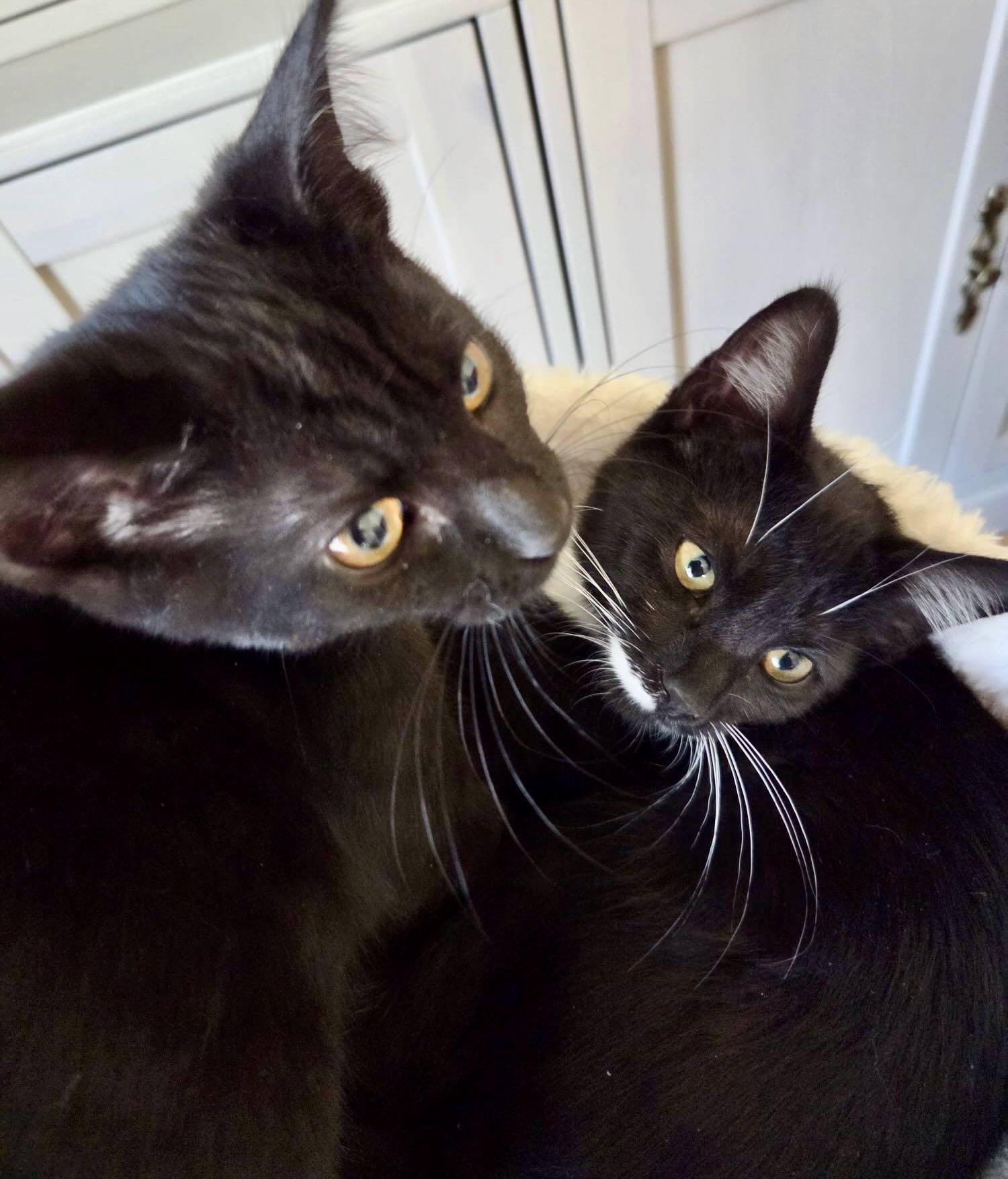 Enlarge Jean & Julie, a Adopted mixed breed in Seattle, WA image 1/6