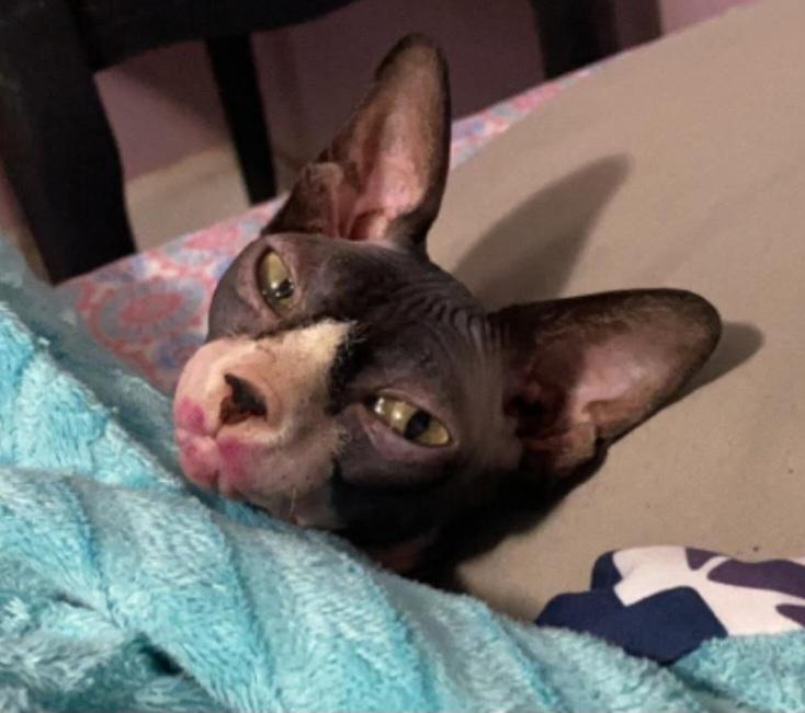 Enlarge Lilith, a Adoptable Sphynx / Hairless Cat in Rock Spring, GA image 2/4