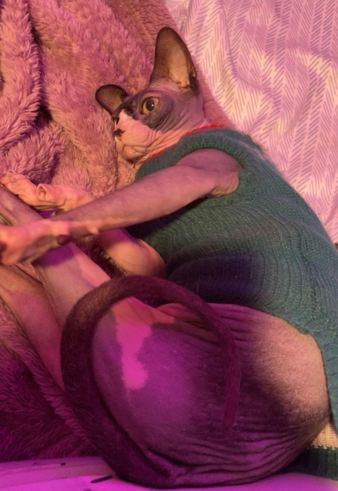 Enlarge Lilith, a Adoptable Sphynx / Hairless Cat in Rock Spring, GA image 4/4