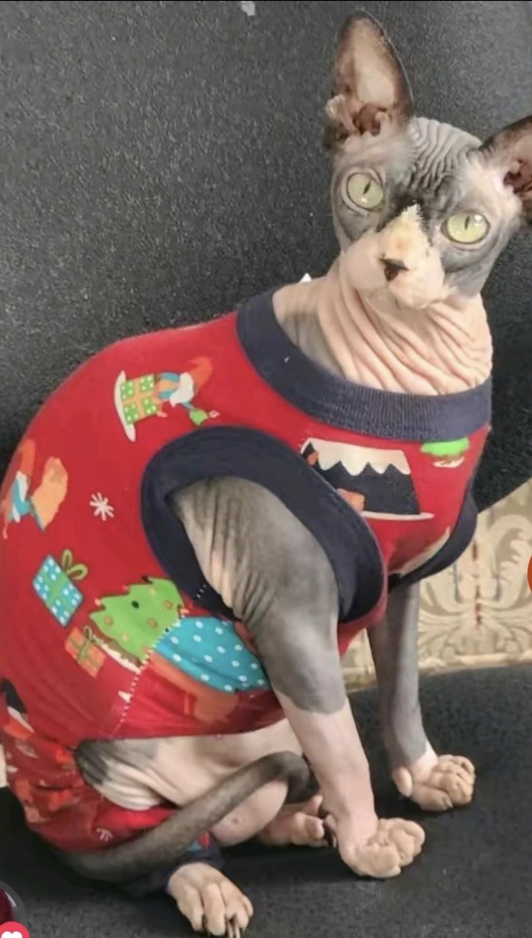 Lilith, Adoptable, Adult Female Sphynx / Hairless Cat.