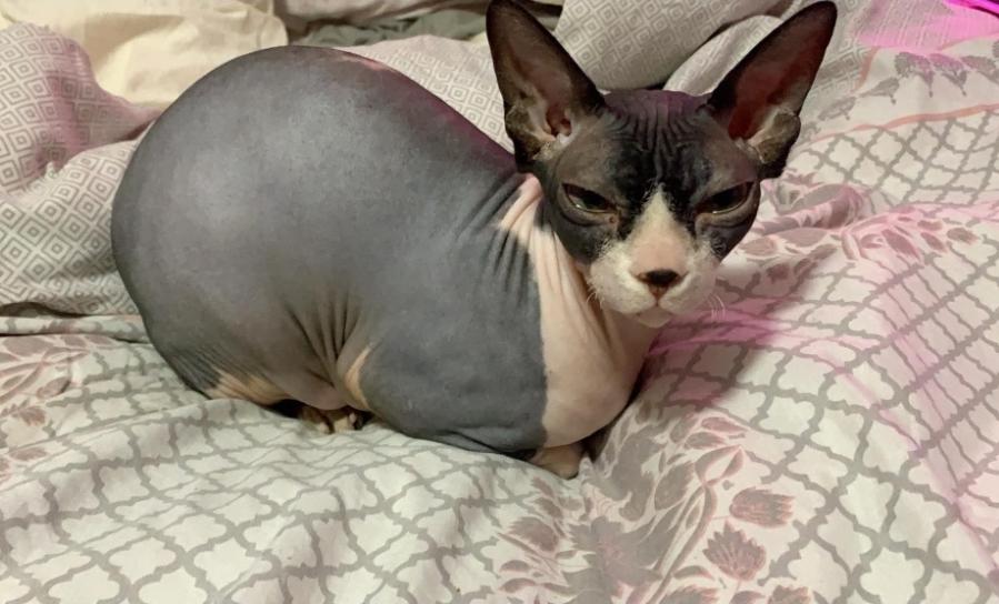Enlarge Lilith, a Adoptable Sphynx / Hairless Cat in Rock Spring, GA image 3/4
