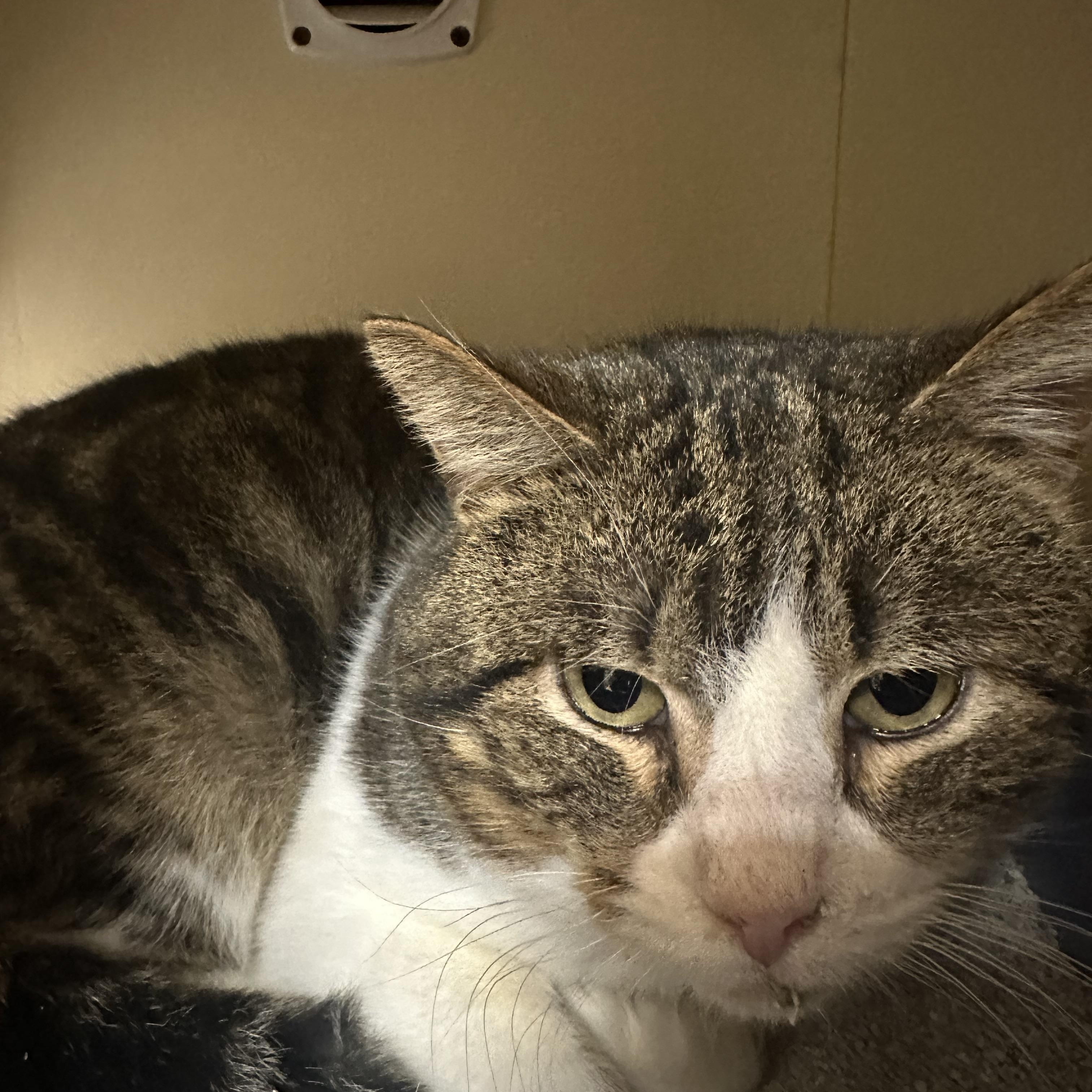 Badger, ADOPTABLE, Adult Male Tabby.