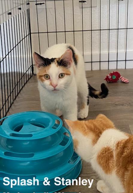 Enlarge Splash, an adopted Calico in Gardnerville, NV image 3/6