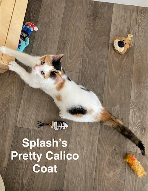 Enlarge Splash, an adopted Calico in Gardnerville, NV image 5/6