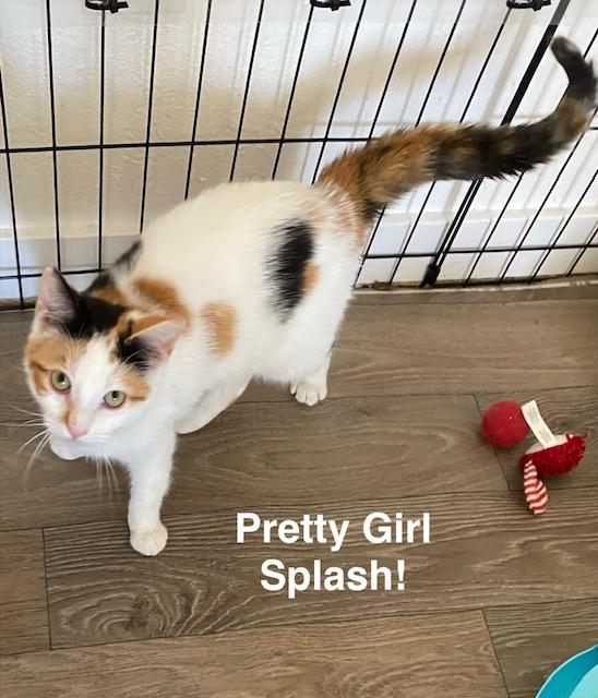 Enlarge Splash, an adopted Calico in Gardnerville, NV image 2/6