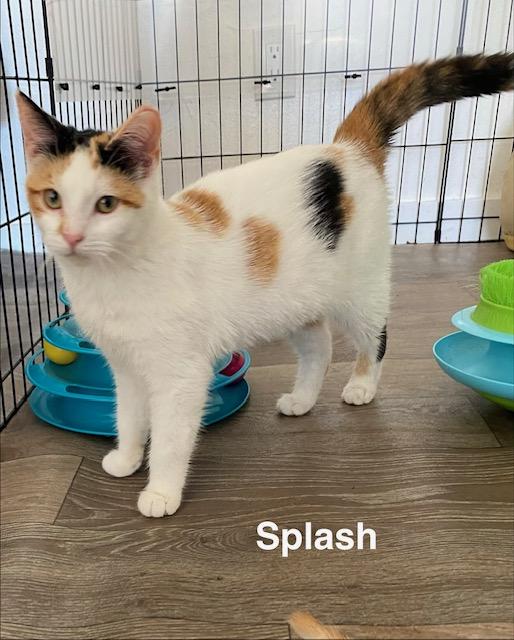 Enlarge Splash, an adopted Calico in Gardnerville, NV image 1/6