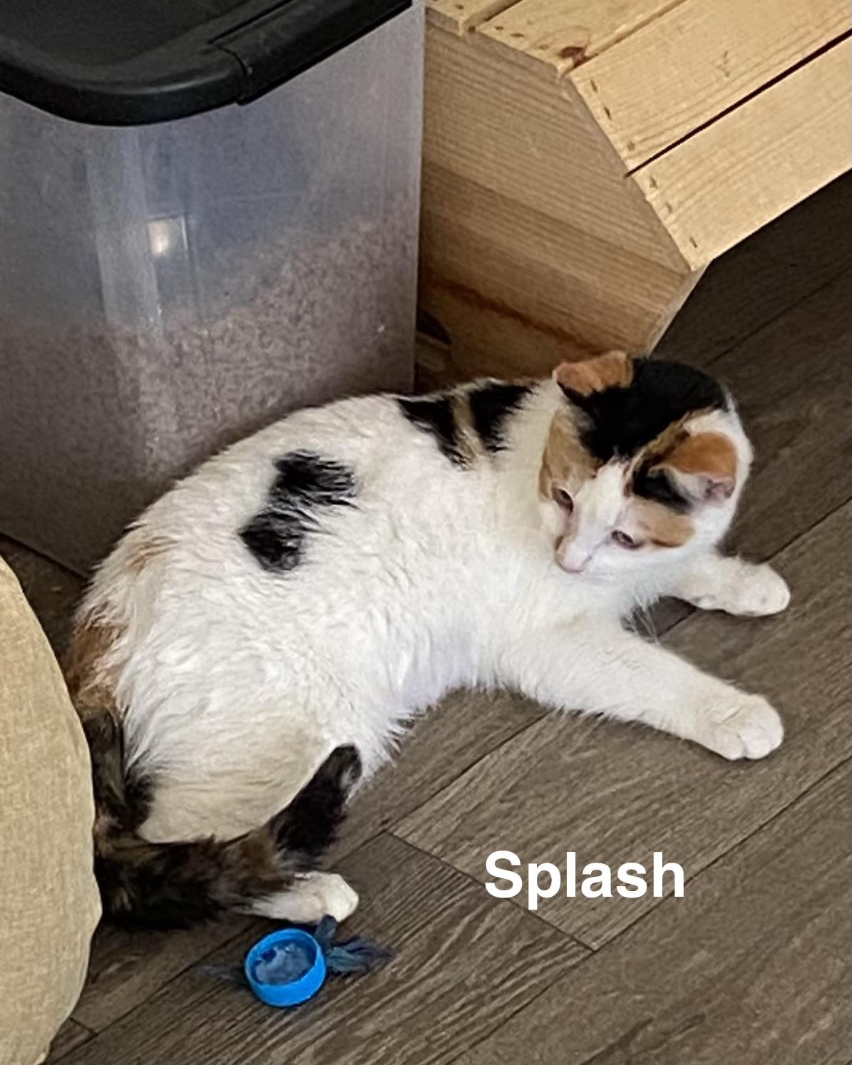 Enlarge Splash, an adopted Calico in Gardnerville, NV image 6/6