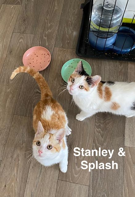 Enlarge Splash, an adopted Calico in Gardnerville, NV image 4/6