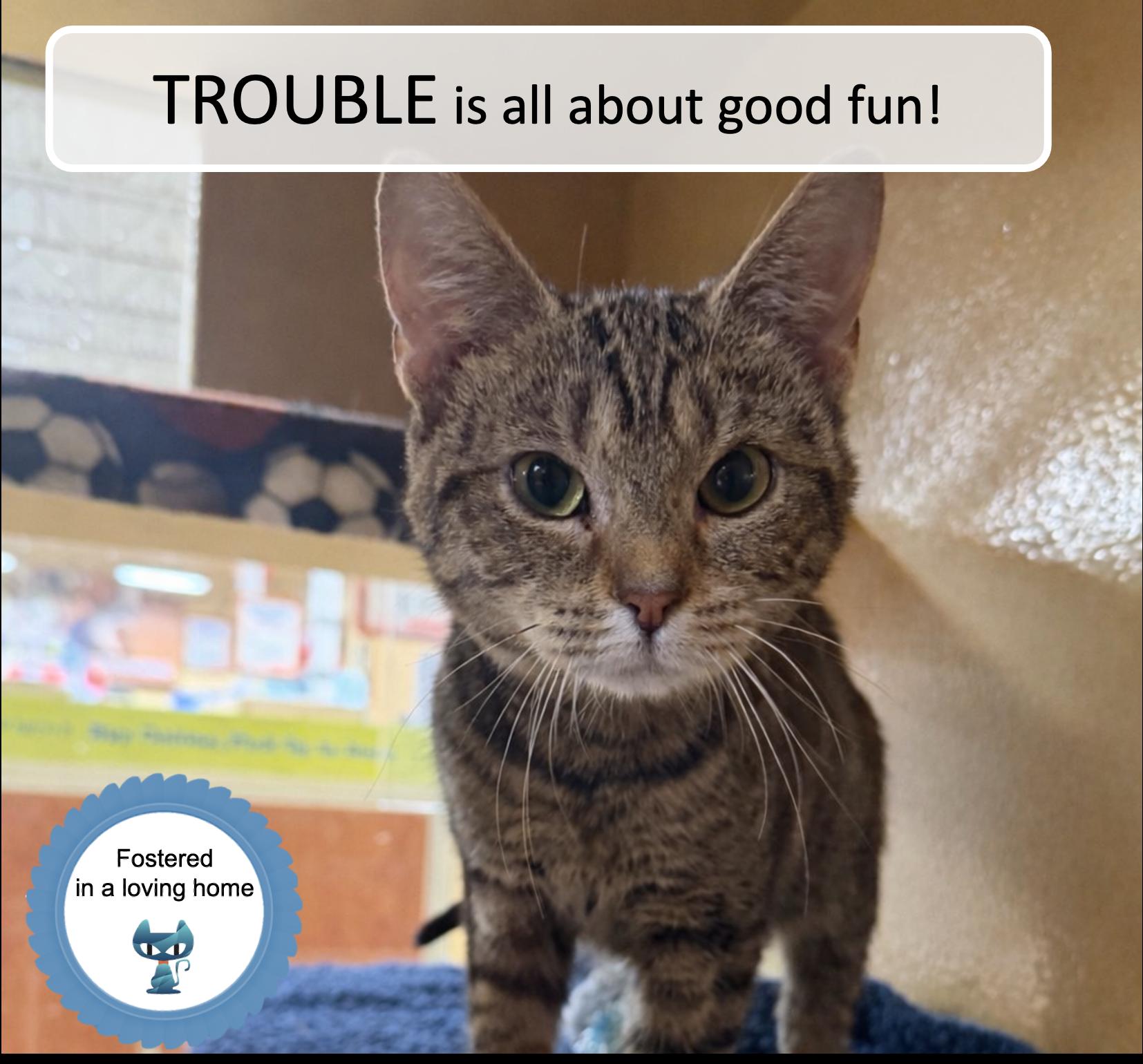 Trouble, a ADOPTABLE Tabby in Cincinnati, OH image 1/2