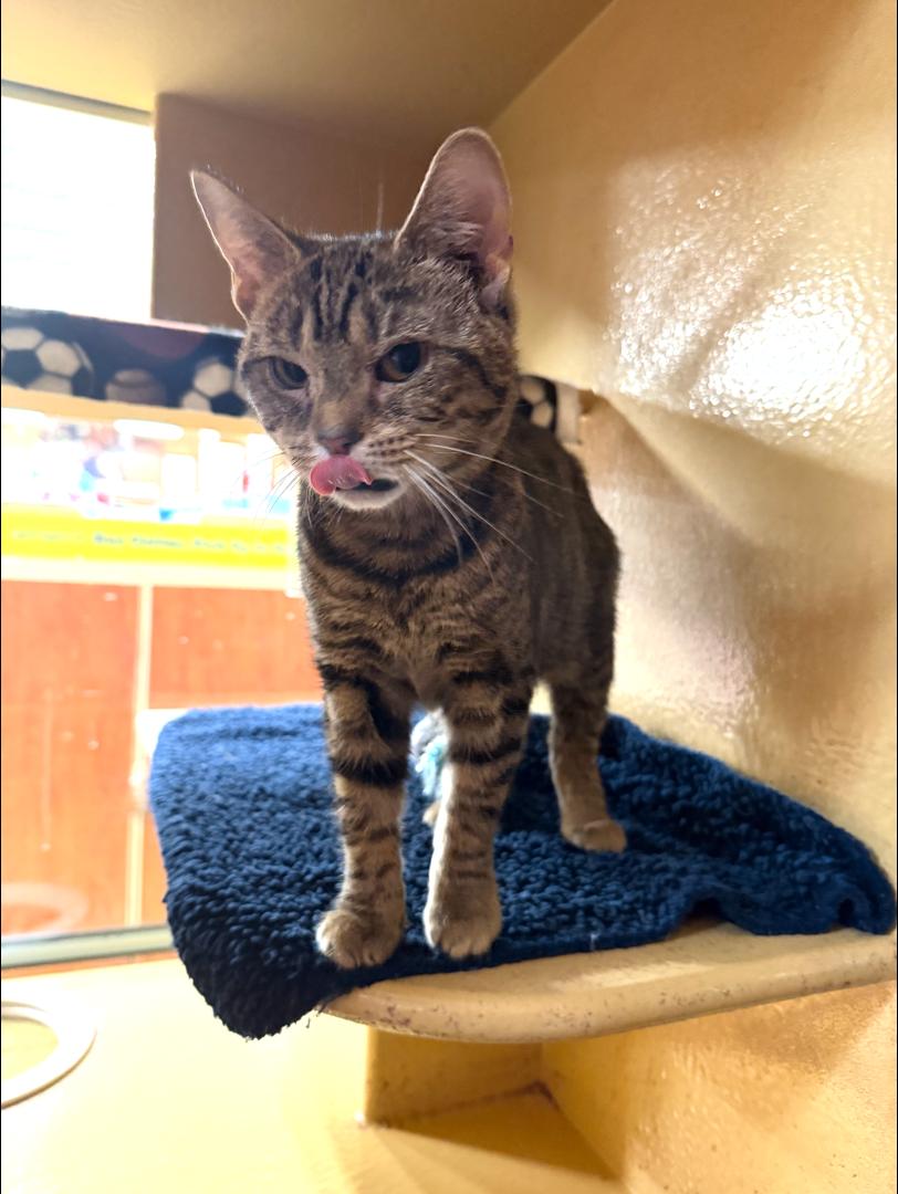 Trouble, a ADOPTABLE Tabby in Cincinnati, OH image 2/2