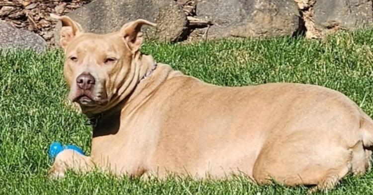 Momma, Adoptable, Adult Female Pit Bull Terrier.