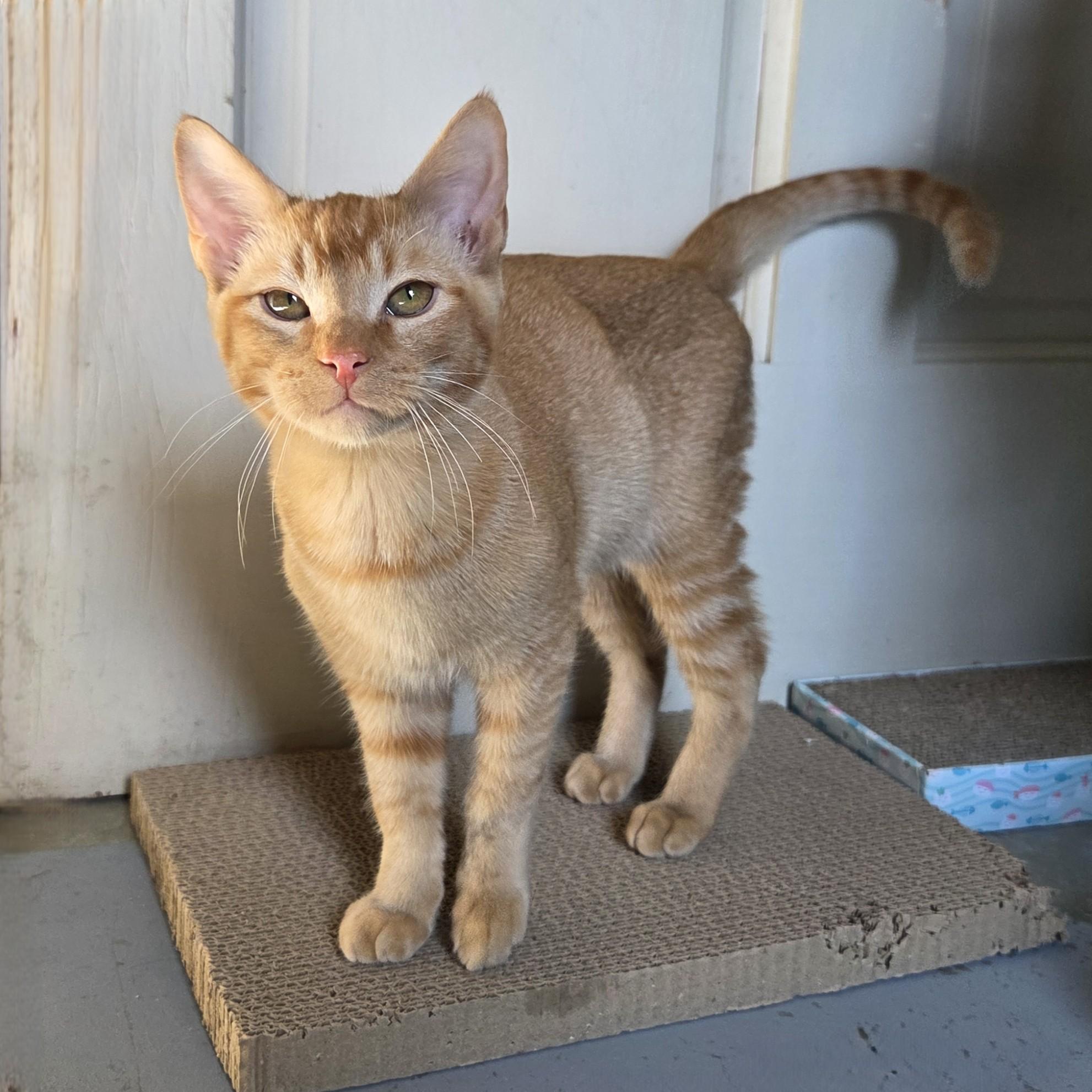 Enlarge Harvey, an adopted Tabby in Okemah, OK image 5/6