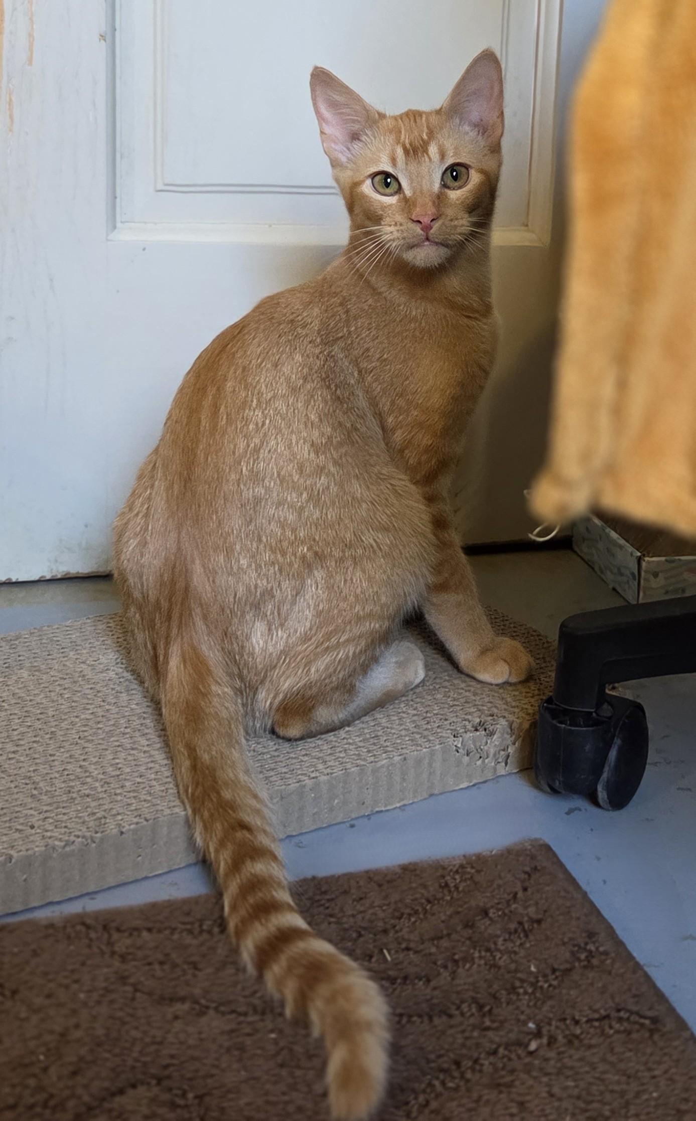 Enlarge Harvey, an adopted Tabby in Okemah, OK image 6/6