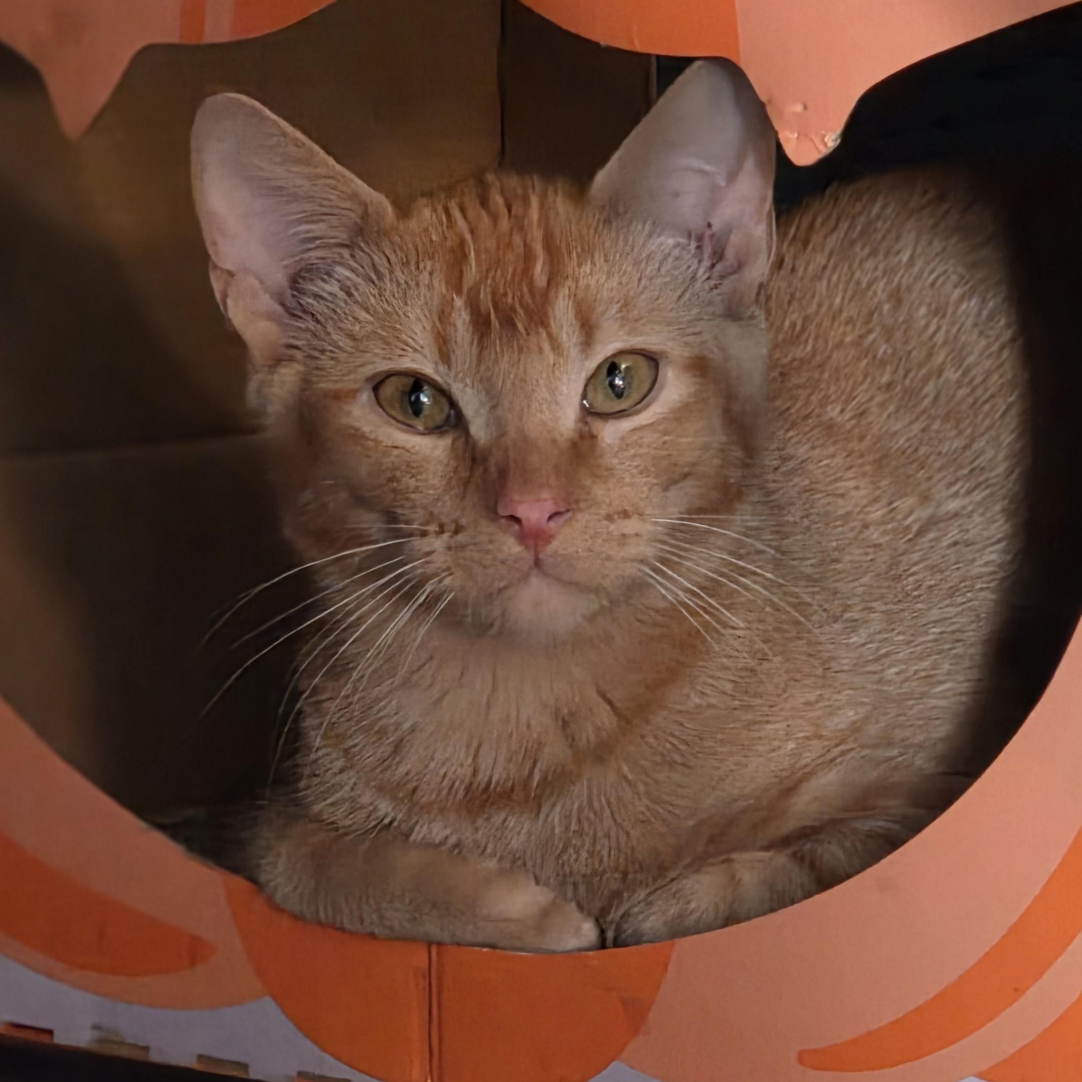 Harvey, adopted, Young Male Tabby.