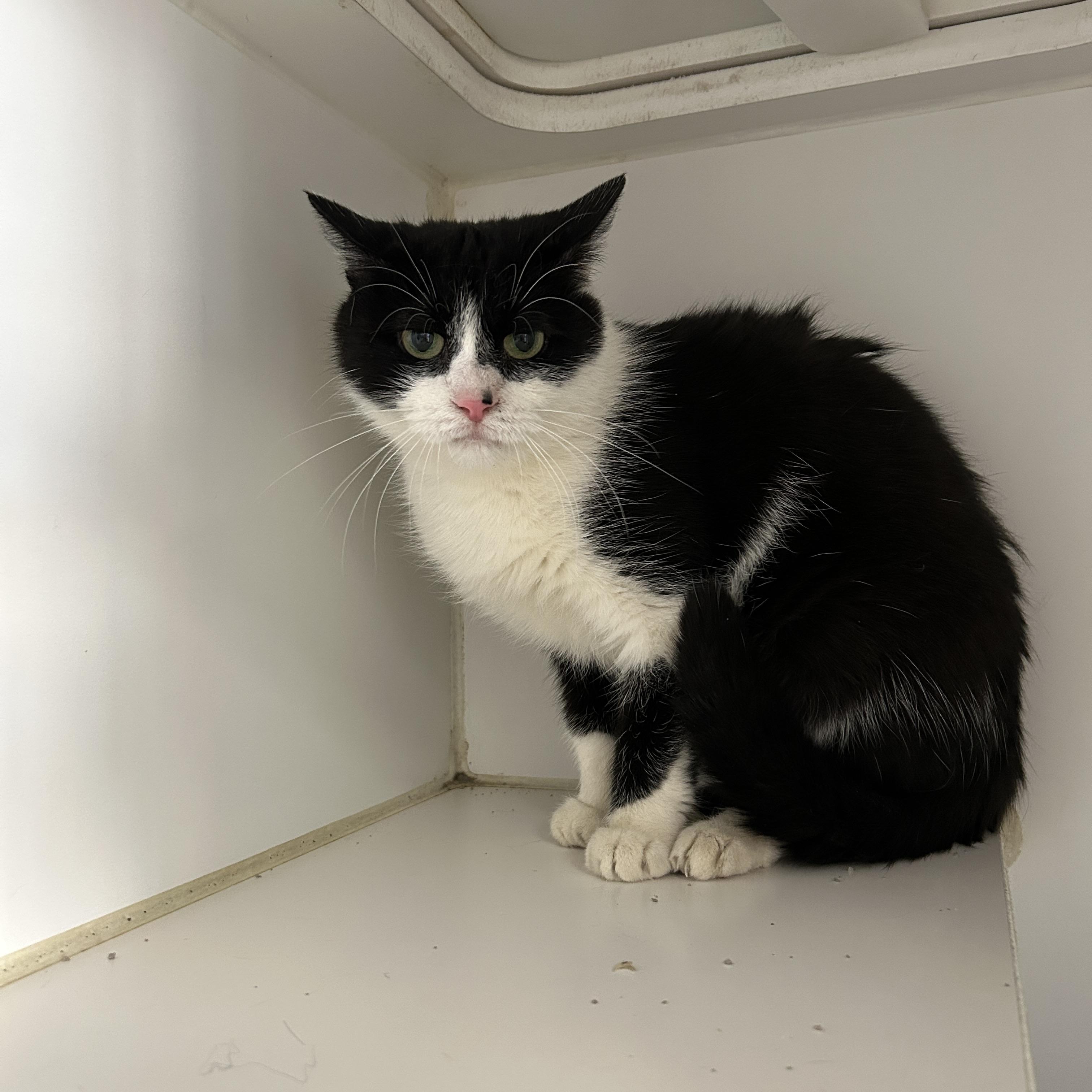 Enlarge Pandora , a Adoptable Tuxedo in La Grange Park, IL image 2/3