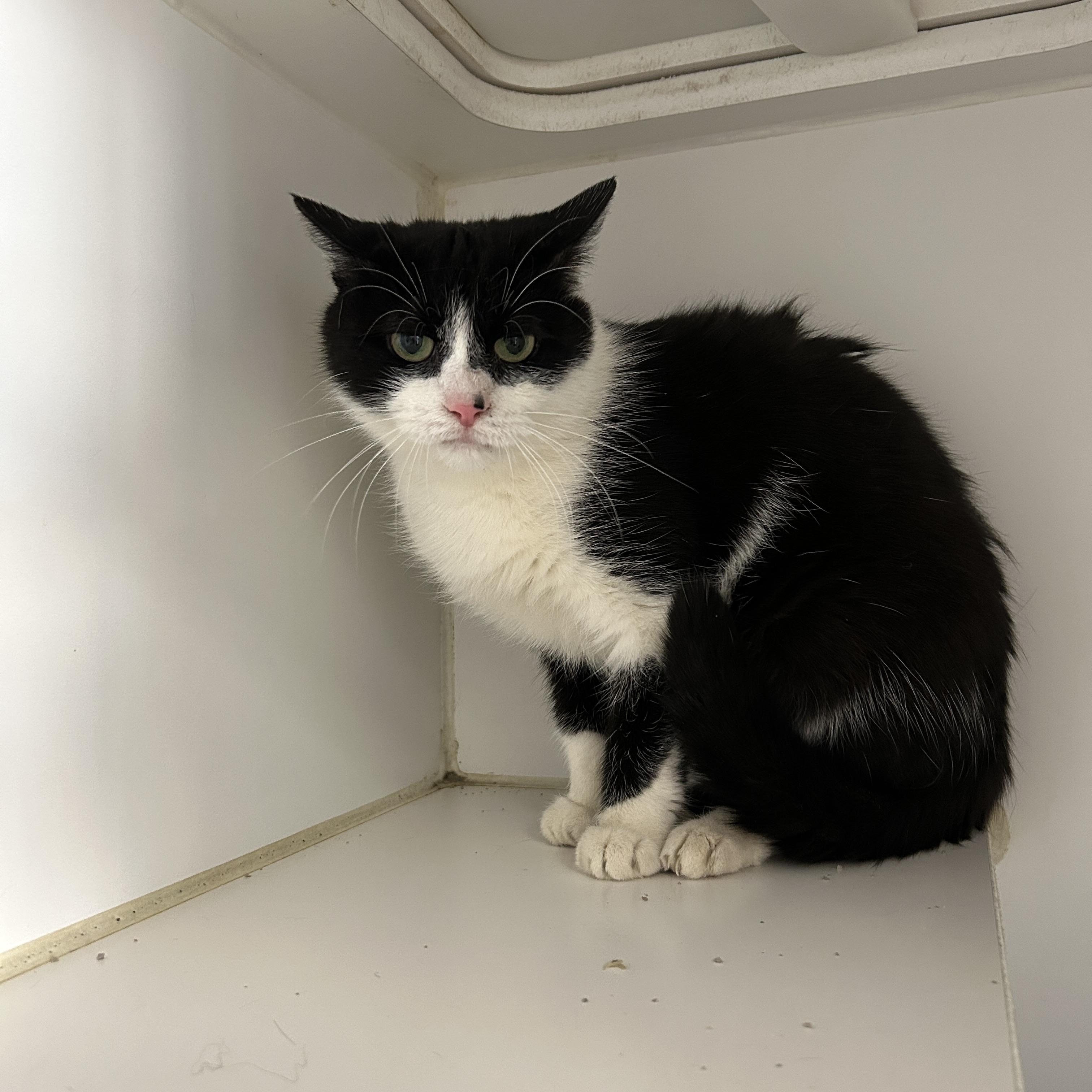 Enlarge Pandora , a Adoptable Tuxedo in La Grange Park, IL image 1/3
