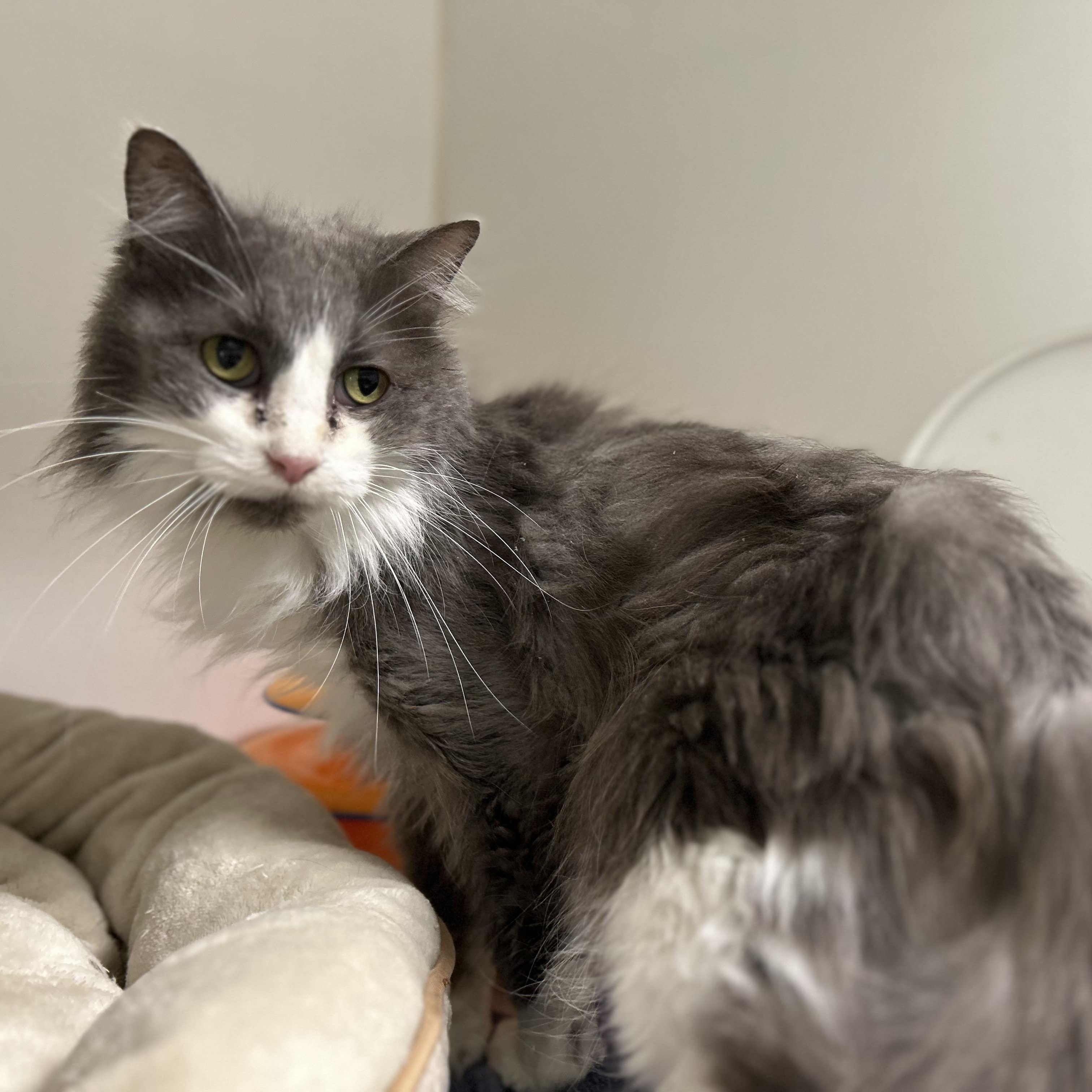 Pandora & Little Bit (Bonded), a Adoptable Domestic Medium Hair in La Grange Park, IL image 1/2