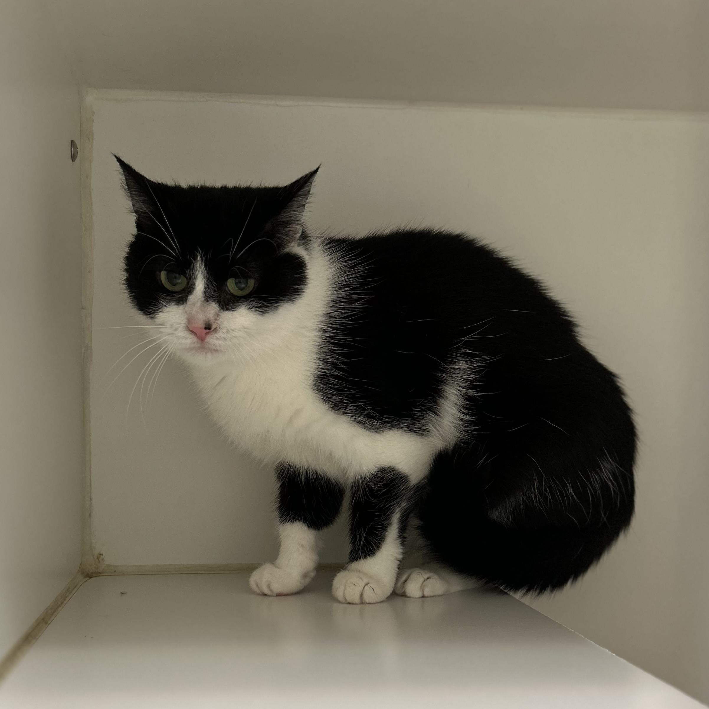 Pandora & Little Bit (Bonded), a Adoptable Domestic Medium Hair in La Grange Park, IL image 2/2