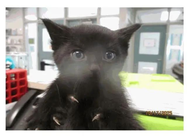 Enlarge Bean, a ADOPTABLE Domestic Short Hair in Tulsa, OK image 1/1