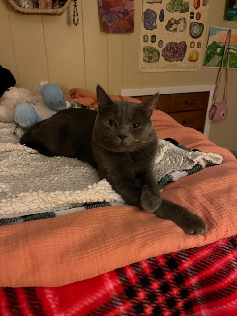 Upper Eastside, Adoptable, Adult Male Domestic Short Hair.