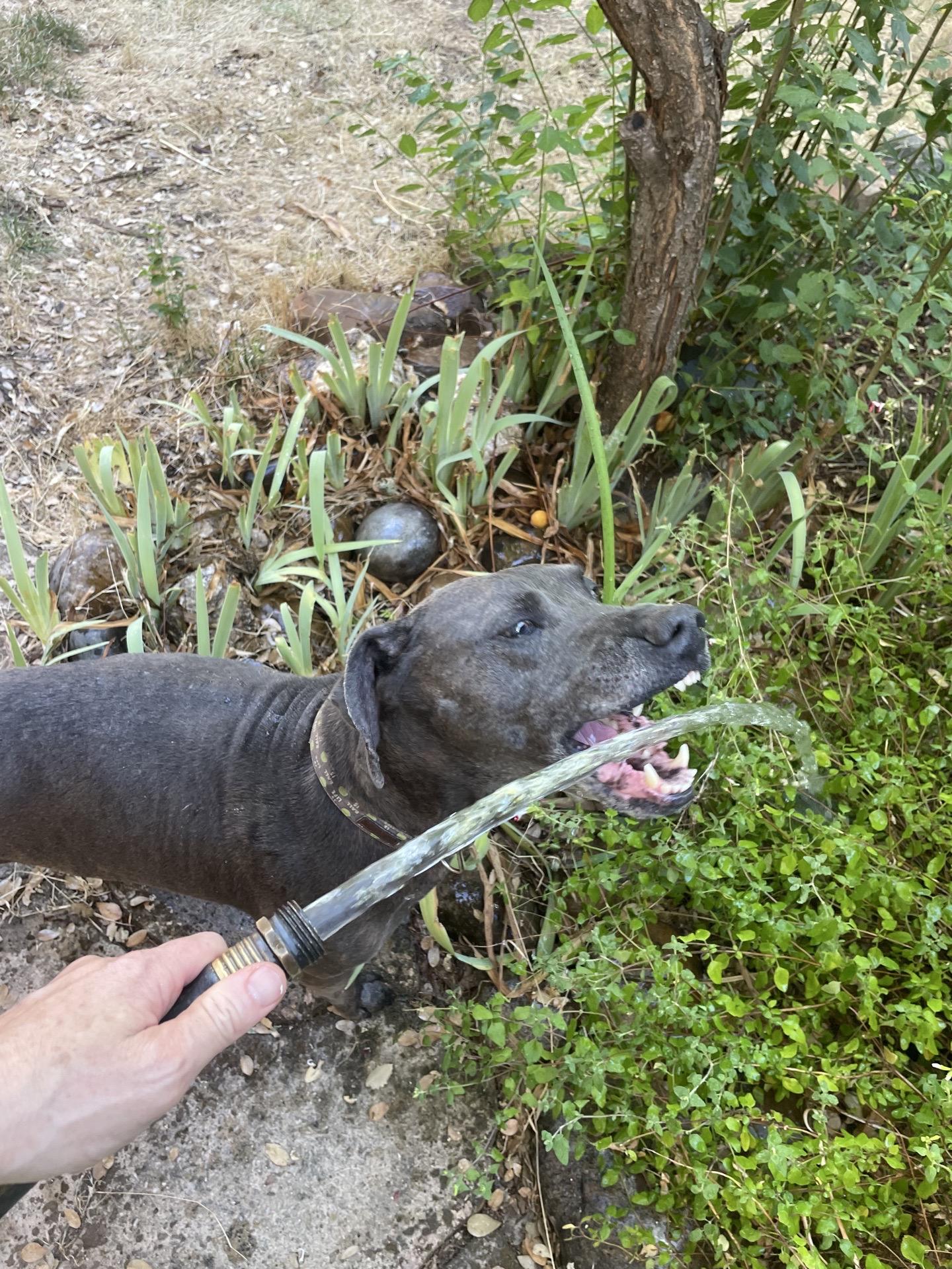 Enlarge Jax black 0125, a Adoptable mixed breed in Sonora, CA image 5/6