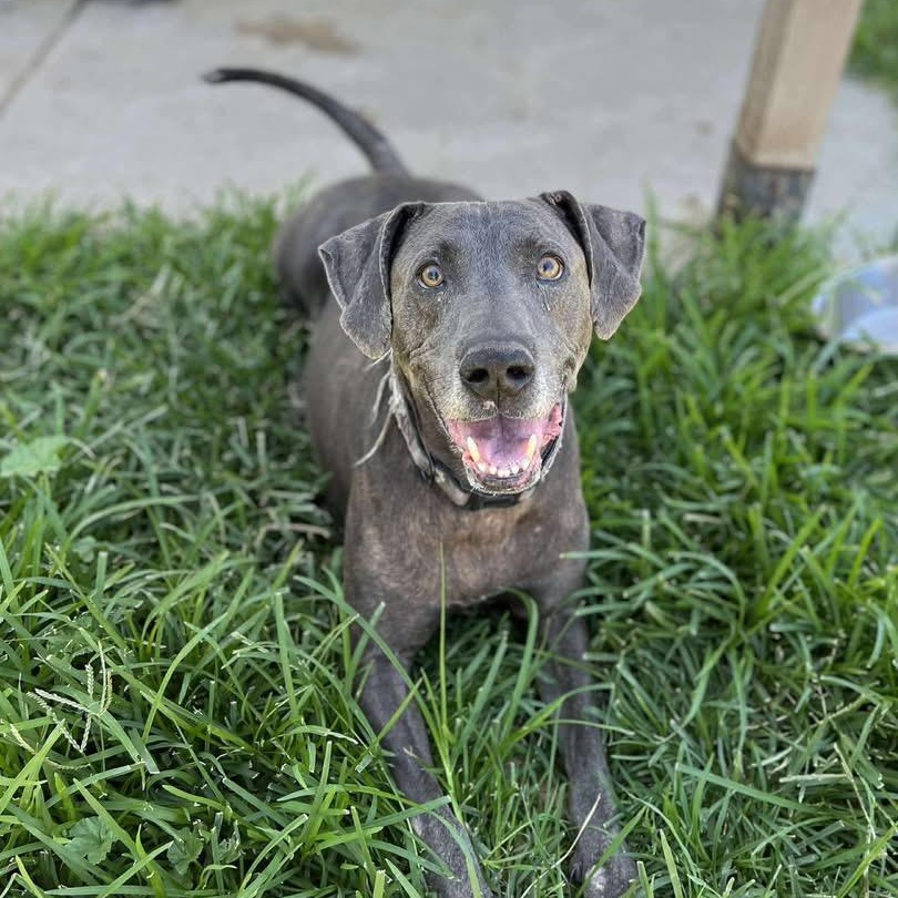 Enlarge Jax black 0125, a Adoptable mixed breed in Sonora, CA image 2/6
