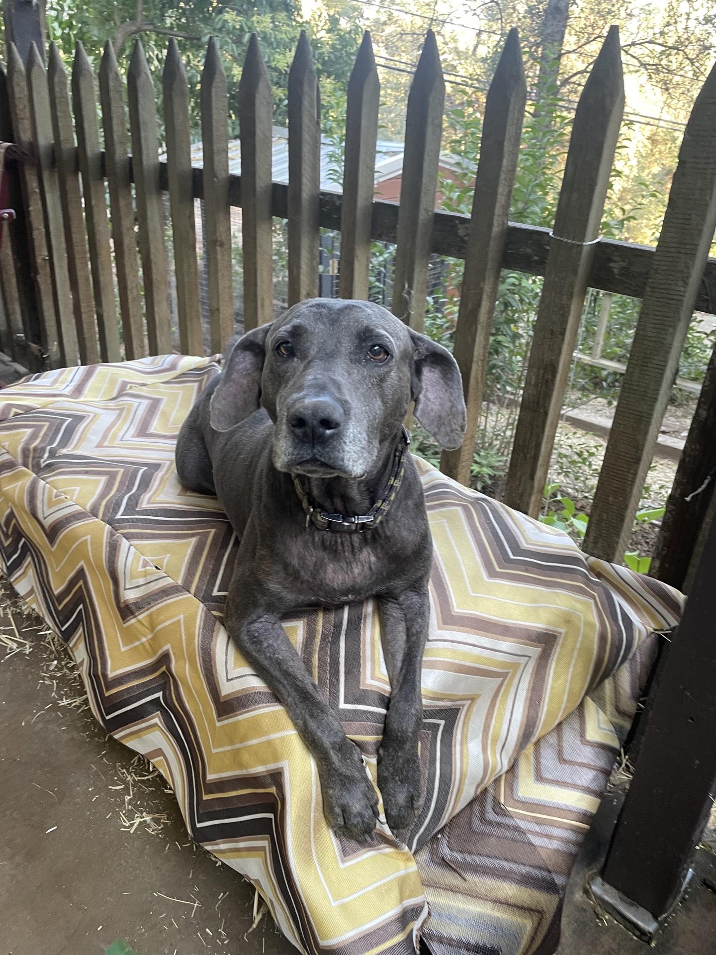 Jax black 0125, Adoptable, Senior Male Plott Hound.