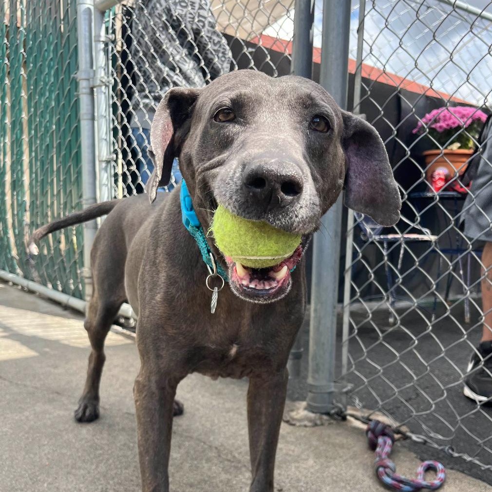 Enlarge Jax black 0125, a Adoptable mixed breed in Sonora, CA image 3/6