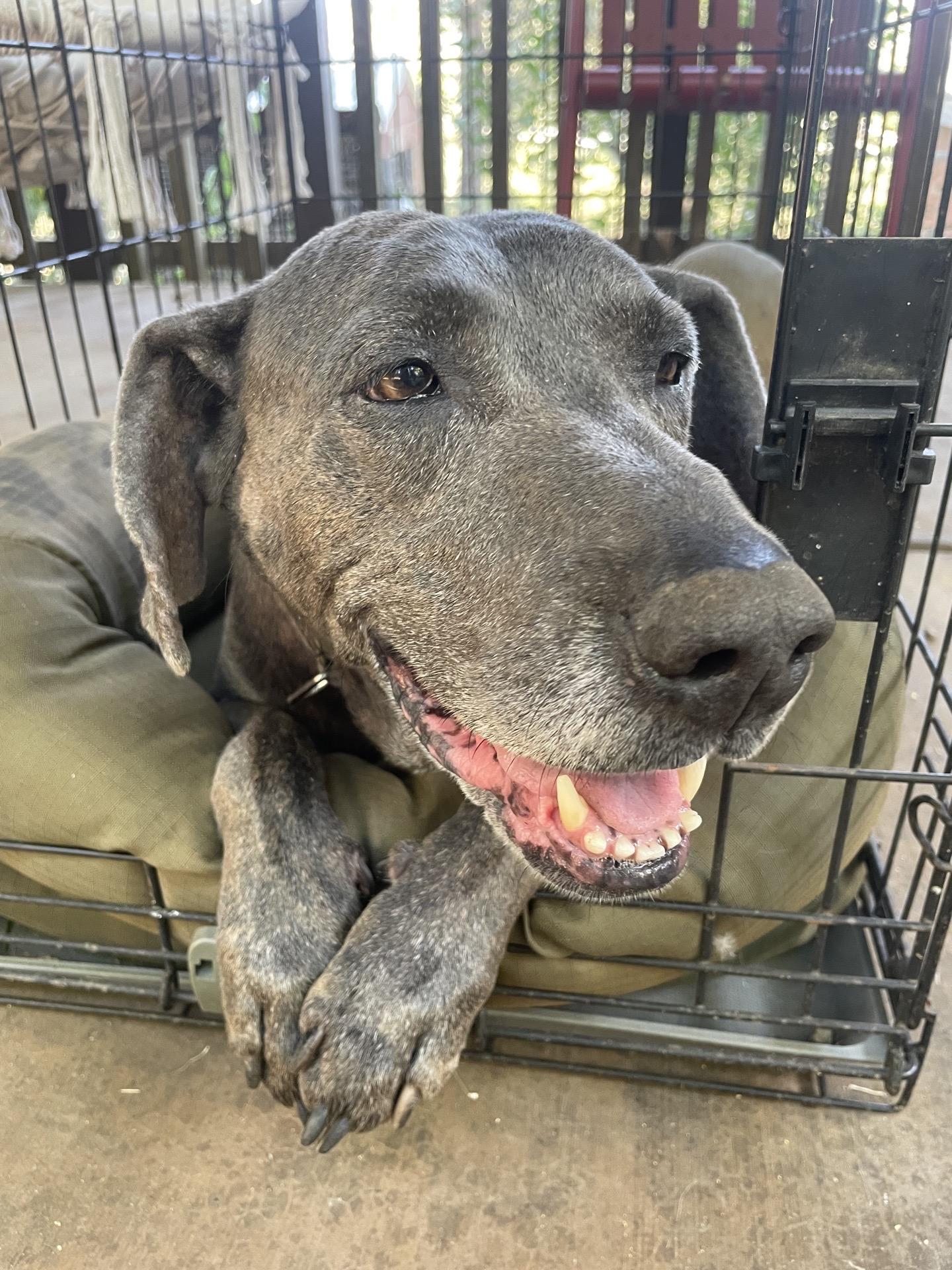 Enlarge Jax black 0125, a Adoptable mixed breed in Sonora, CA image 6/6