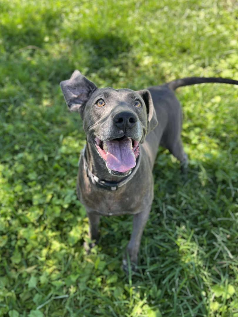 Enlarge Jax black 0125, a Adoptable mixed breed in Sonora, CA image 4/6