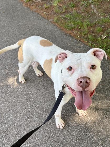 Able, a Adoptable mixed breed in Cincinnati, OH image 1/3