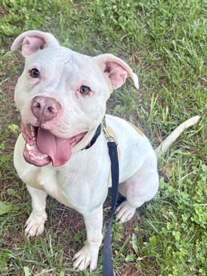 Able, a Adoptable mixed breed in Cincinnati, OH image 2/3