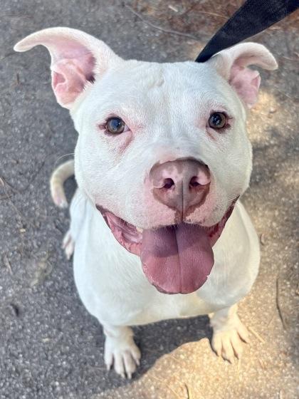 Able, a Adoptable mixed breed in Cincinnati, OH image 3/3