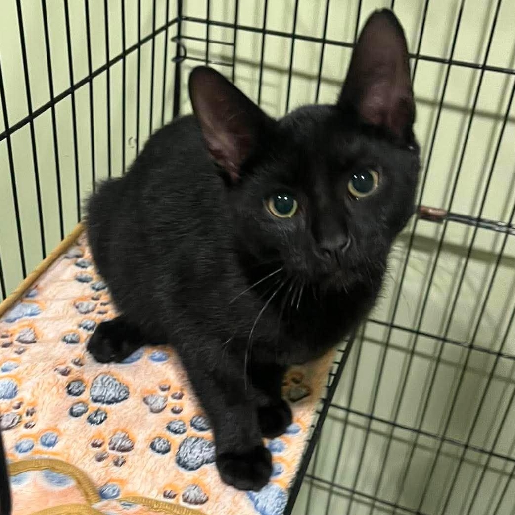Onyx, ADOPTABLE, Kitten Male Domestic Short Hair.