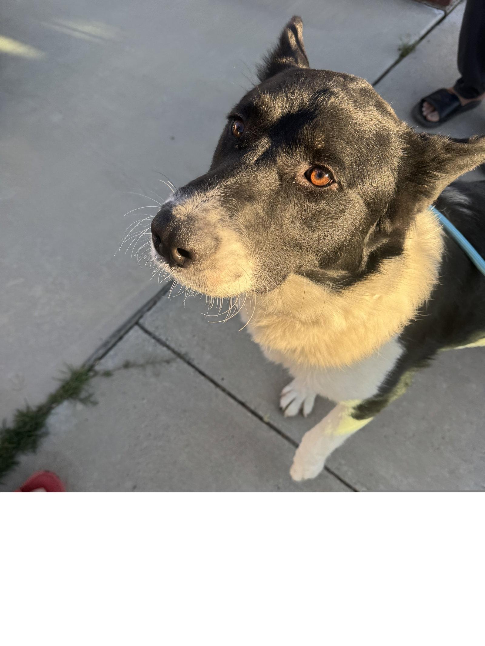 Oso, Adoptable, Young Male German Shepherd Dog.