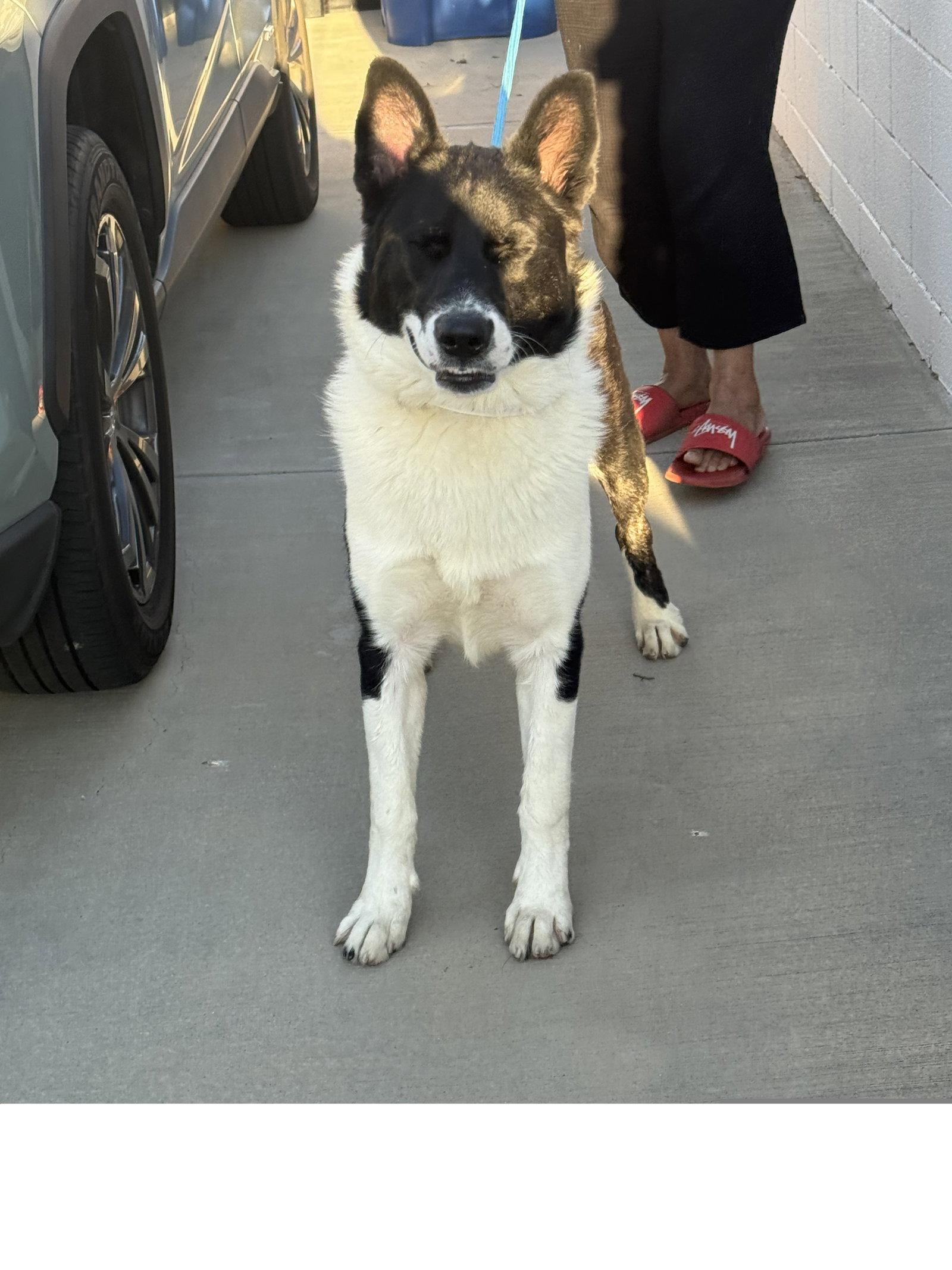 Enlarge Oso, a Adoptable German Shepherd Dog in Los Angeles, CA image 2/3