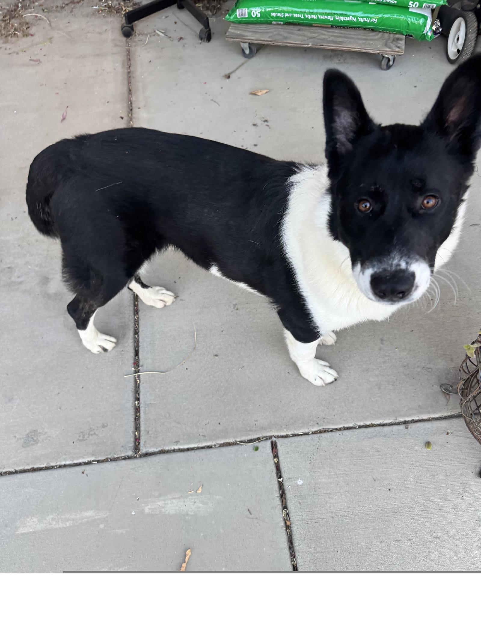 Enlarge Oso, a Adoptable German Shepherd Dog in Los Angeles, CA image 3/3