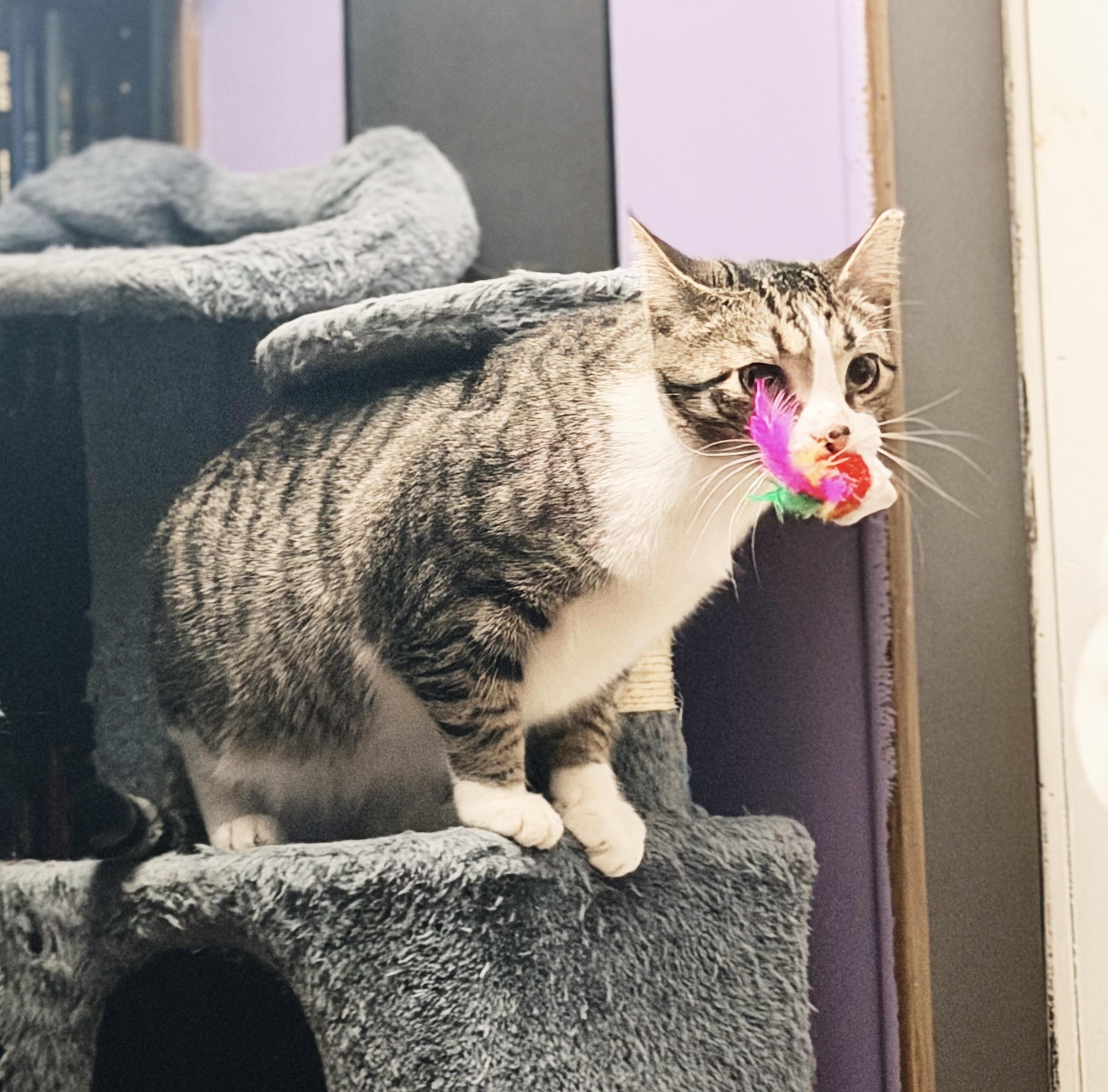 Sebastian, a ADOPTABLE Tabby in Philadelphia, PA image 5/5