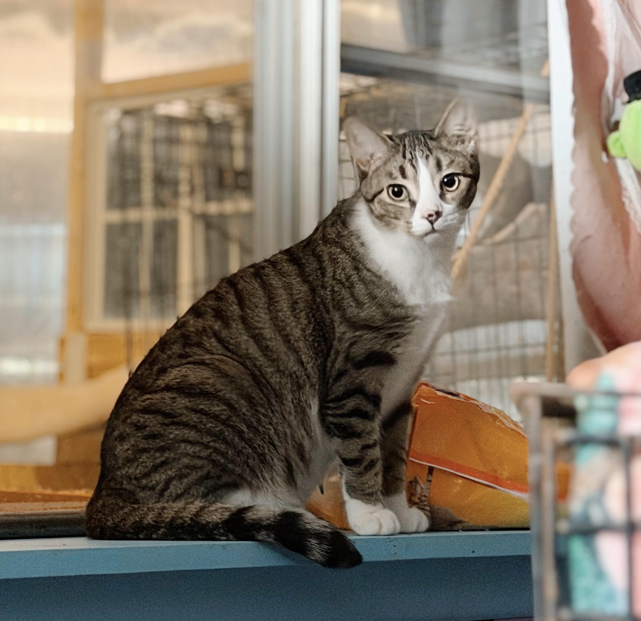 Sebastian, a ADOPTABLE Tabby in Philadelphia, PA image 3/5