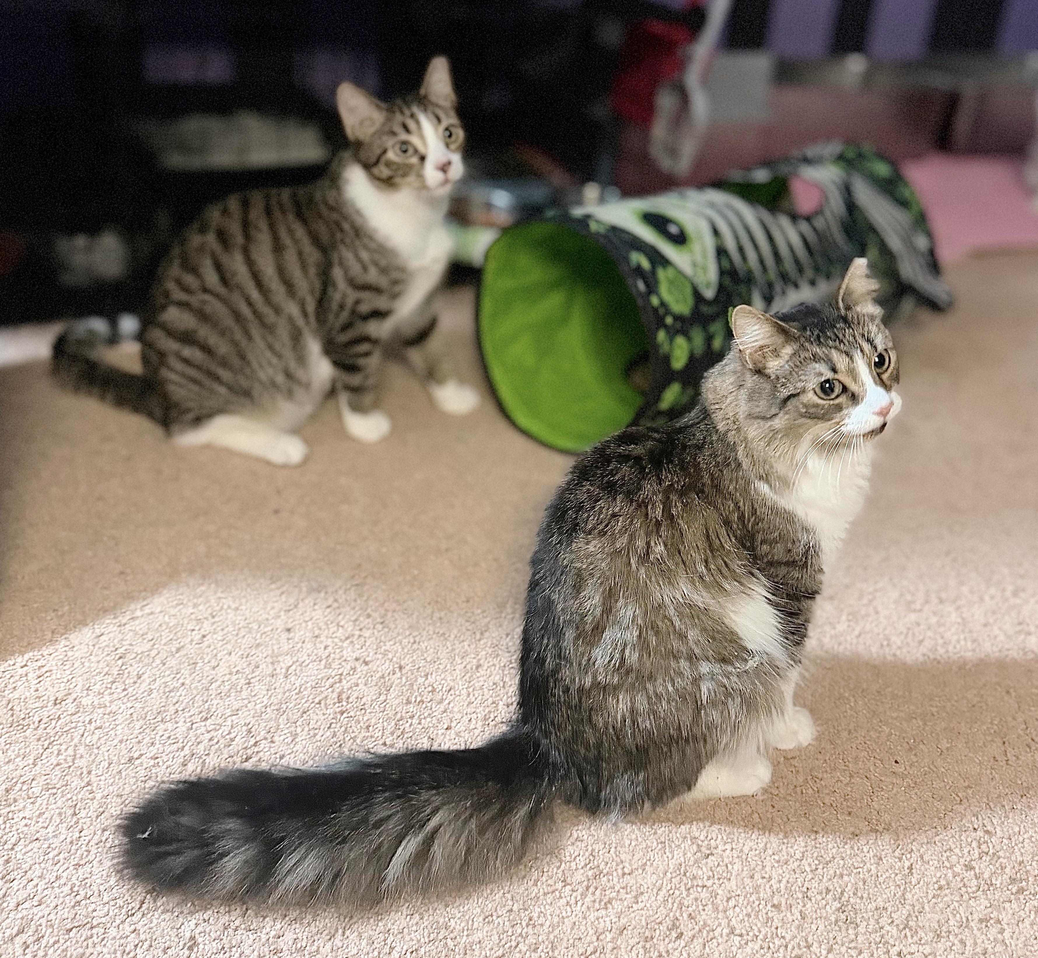 Sebastian, a ADOPTABLE Tabby in Philadelphia, PA image 4/5