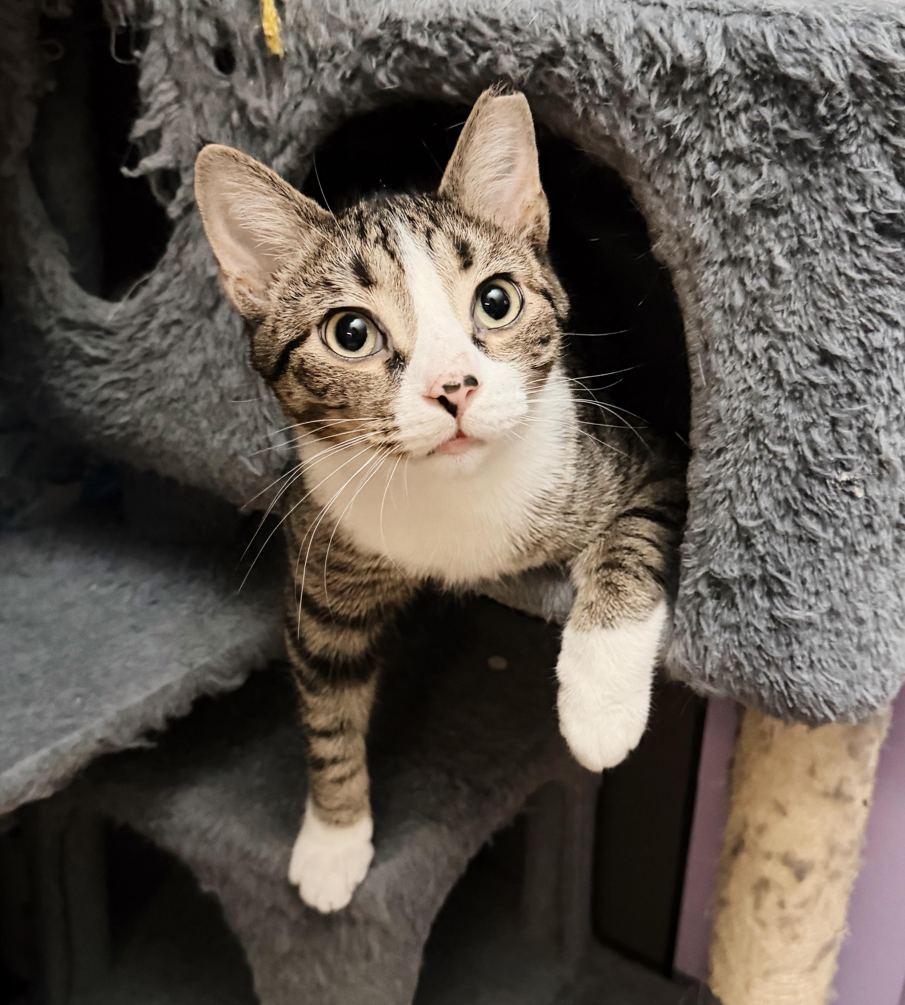 Sebastian, a ADOPTABLE Tabby in Philadelphia, PA image 1/5