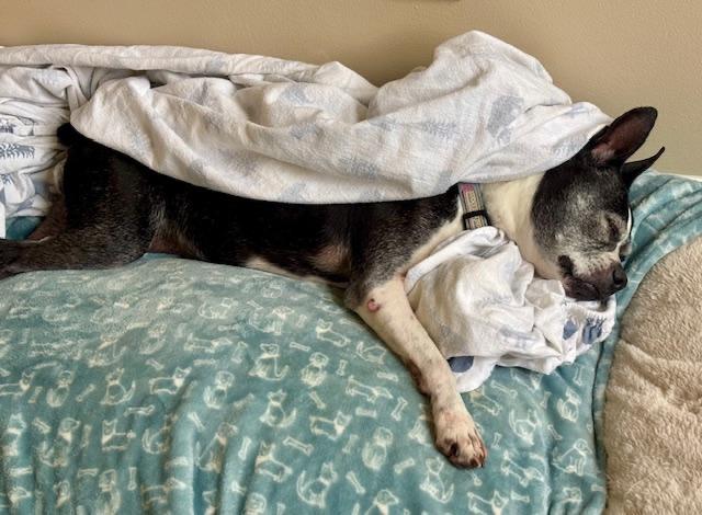 Amy in MO, a ADOPTABLE Boston Terrier in Kansas City, MO image 6/6