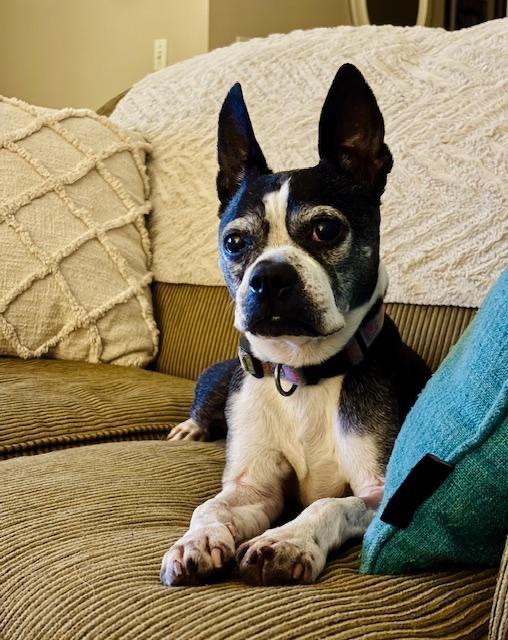 Amy in MO, a ADOPTABLE Boston Terrier in Kansas City, MO image 4/6