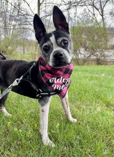 Amy in MO, a ADOPTABLE Boston Terrier in Kansas City, MO image 1/6
