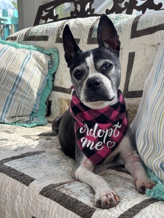 Amy in MO, a ADOPTABLE Boston Terrier in Kansas City, MO image 3/6