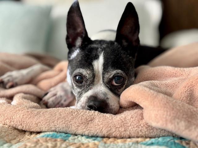 Amy in MO, a ADOPTABLE Boston Terrier in Kansas City, MO image 2/6