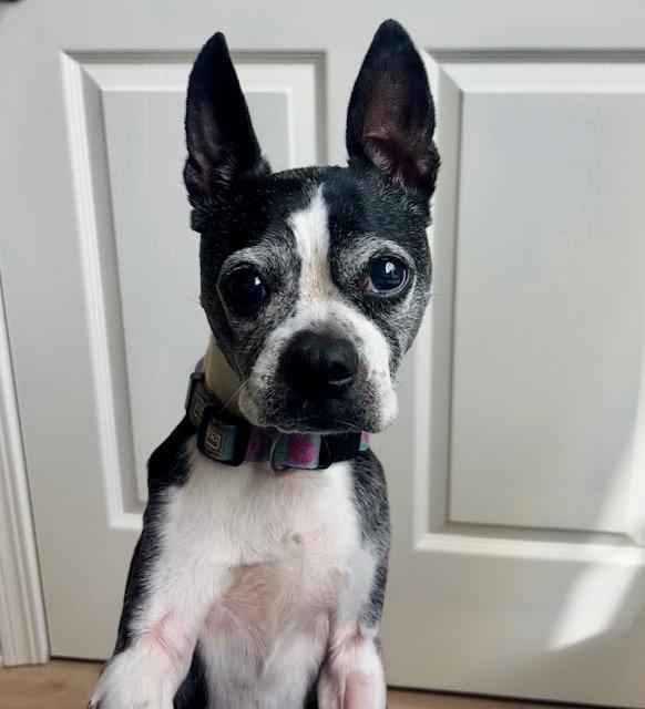 Amy in MO, a ADOPTABLE Boston Terrier in Kansas City, MO image 5/6